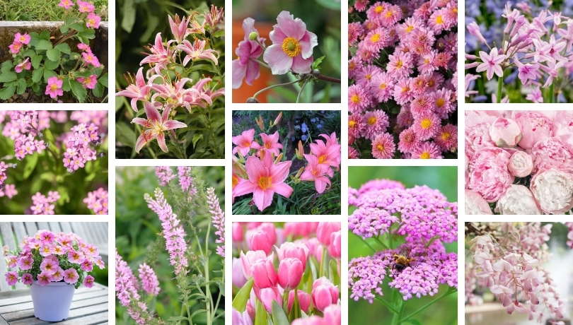 22 Lovely Pink Plants For Your Yard And Garden | My desired home