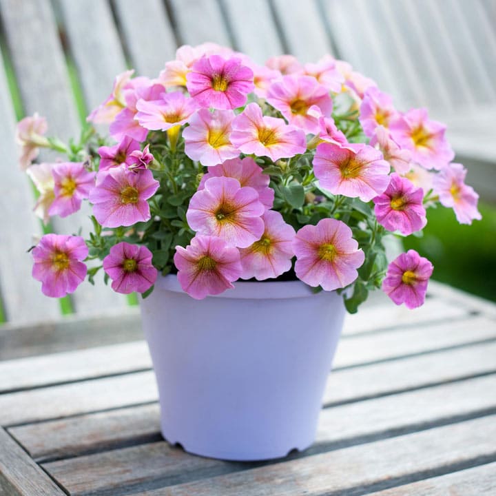 22 Lovely Pink Plants For Your Yard And Garden | My desired home