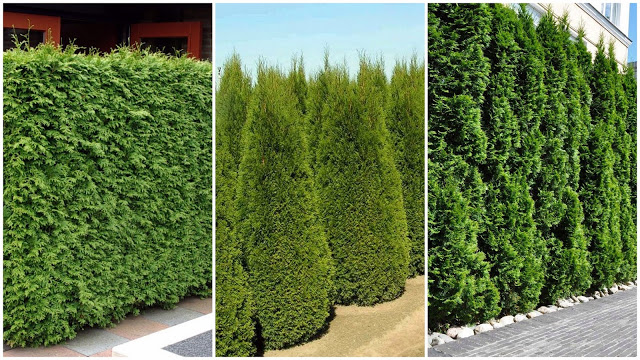 Gardening: Thuja an ornamental value tree and shrub in your yard or ...