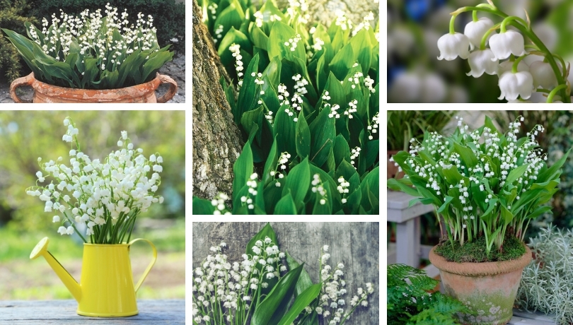 Lily of the valley: A small but strong plant for your pot or garden ...