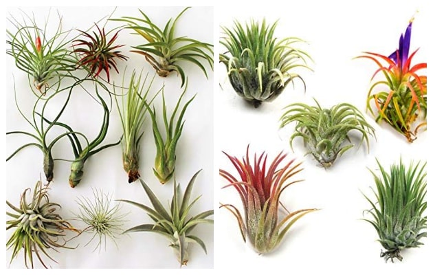 Airplants: Plants without ... roots for your home decoration | My ...