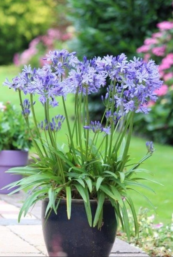 Care information and tips for grow agapanthus in your pot or garden ...