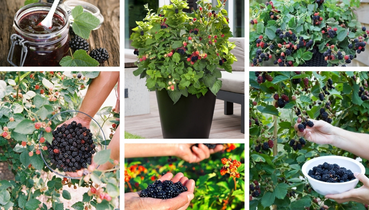 Let's grow blackberries at home an easy cultivation for pot and
