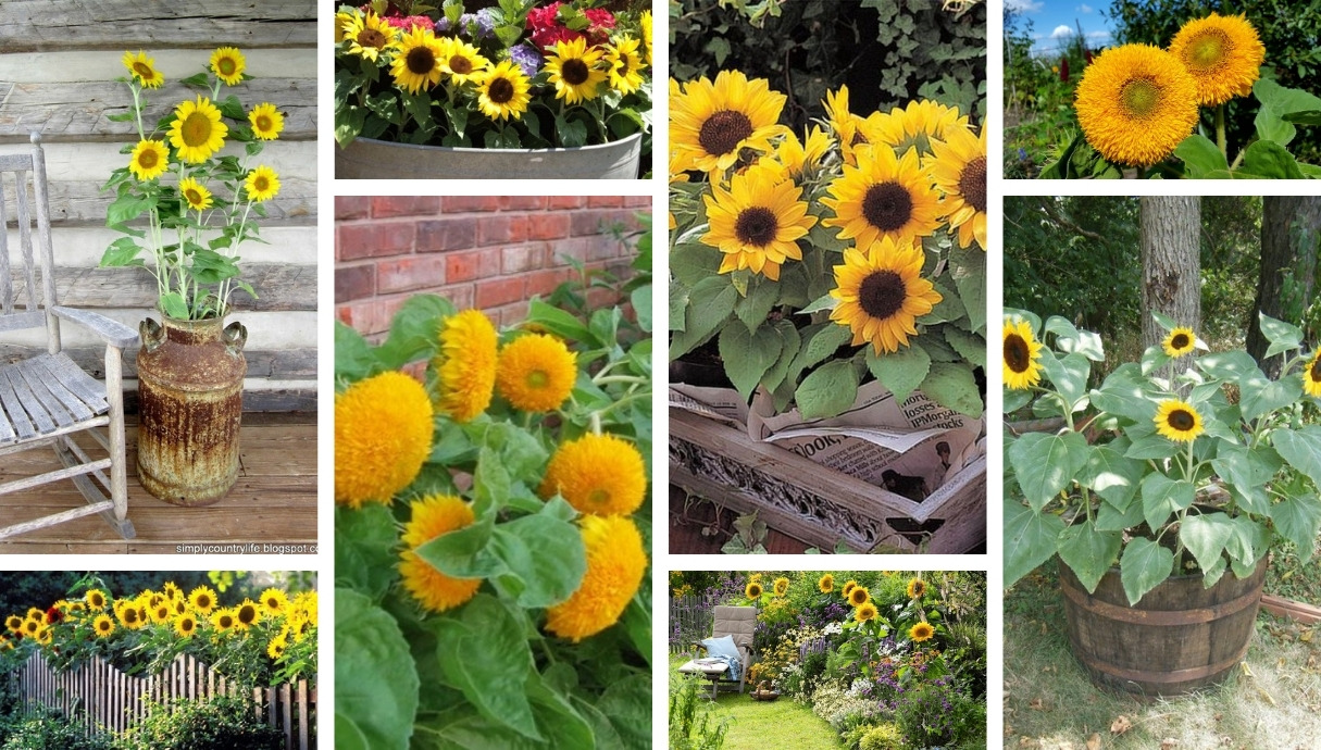 35 Colorful ideas for cottage flower beds with sunflowers My desired home
