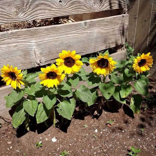 35 Colorful ideas for cottage flower beds with sunflowers | My desired home