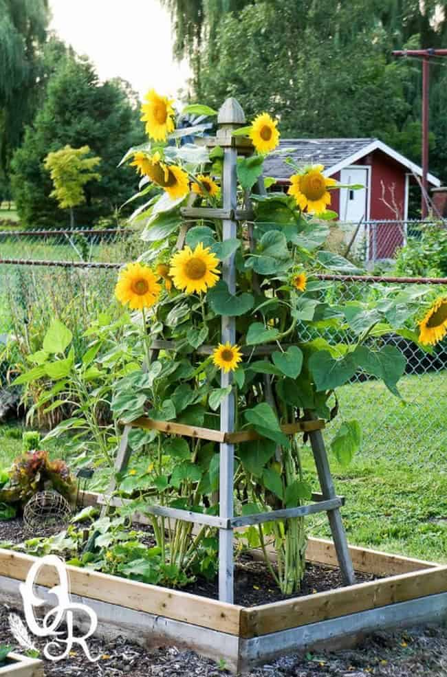 35 Colorful ideas for cottage flower beds with sunflowers | My desired home