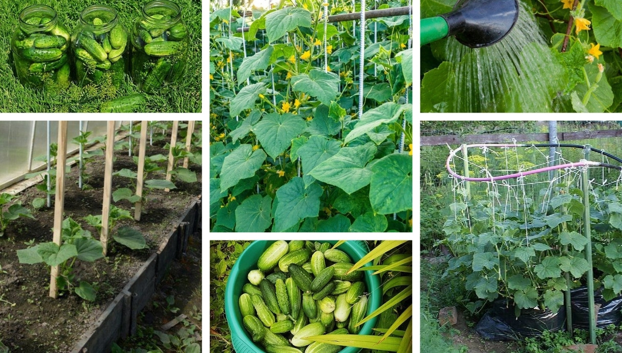 5 Effective and easy methods to increase your cucumber yield My