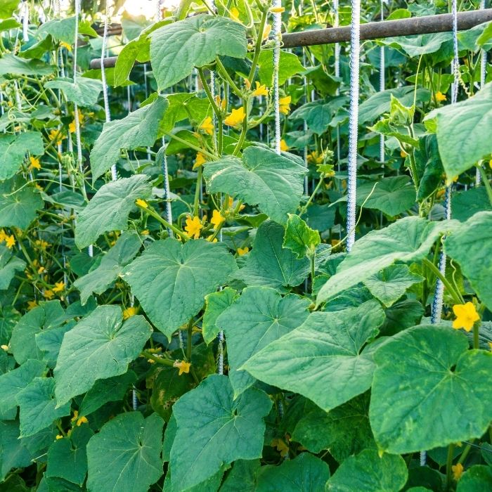 5 Effective and easy methods to increase your cucumber yield | My ...