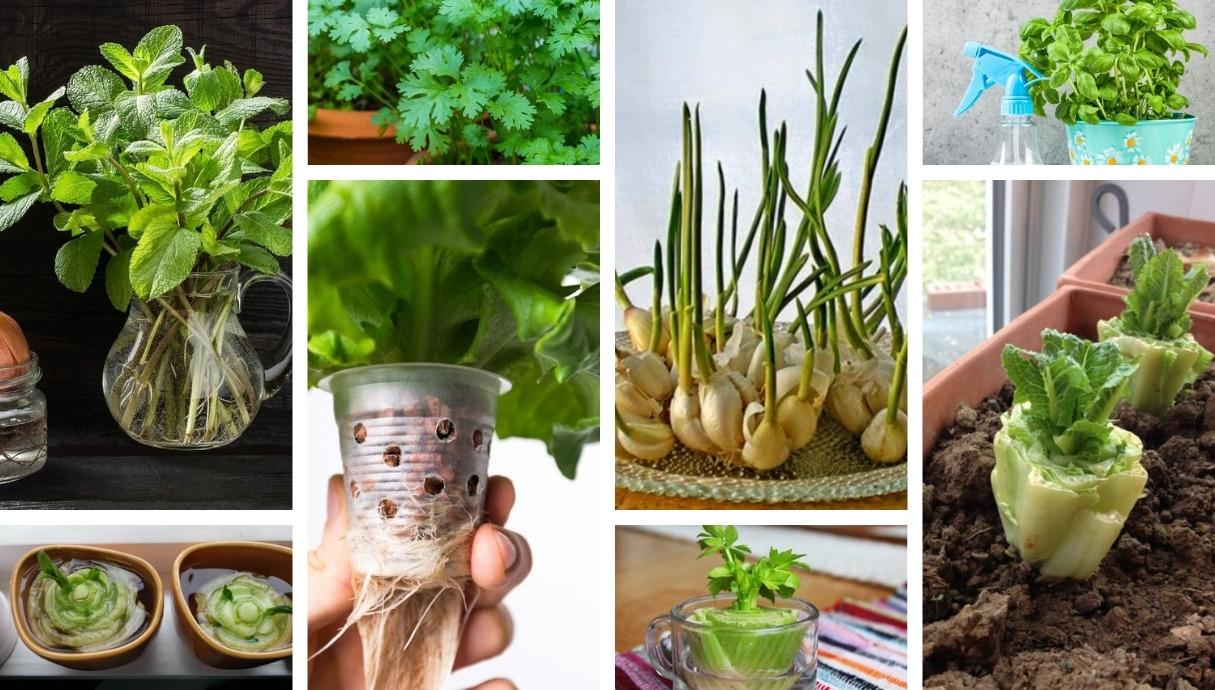 Gardening tips and secrets 8 types of vegetables and herbs that you can easily grow on your