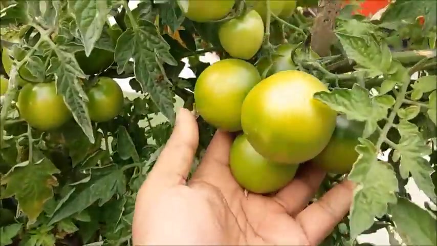 Gardening tips seed to harvest: How to grow easily tomatoes at home ...