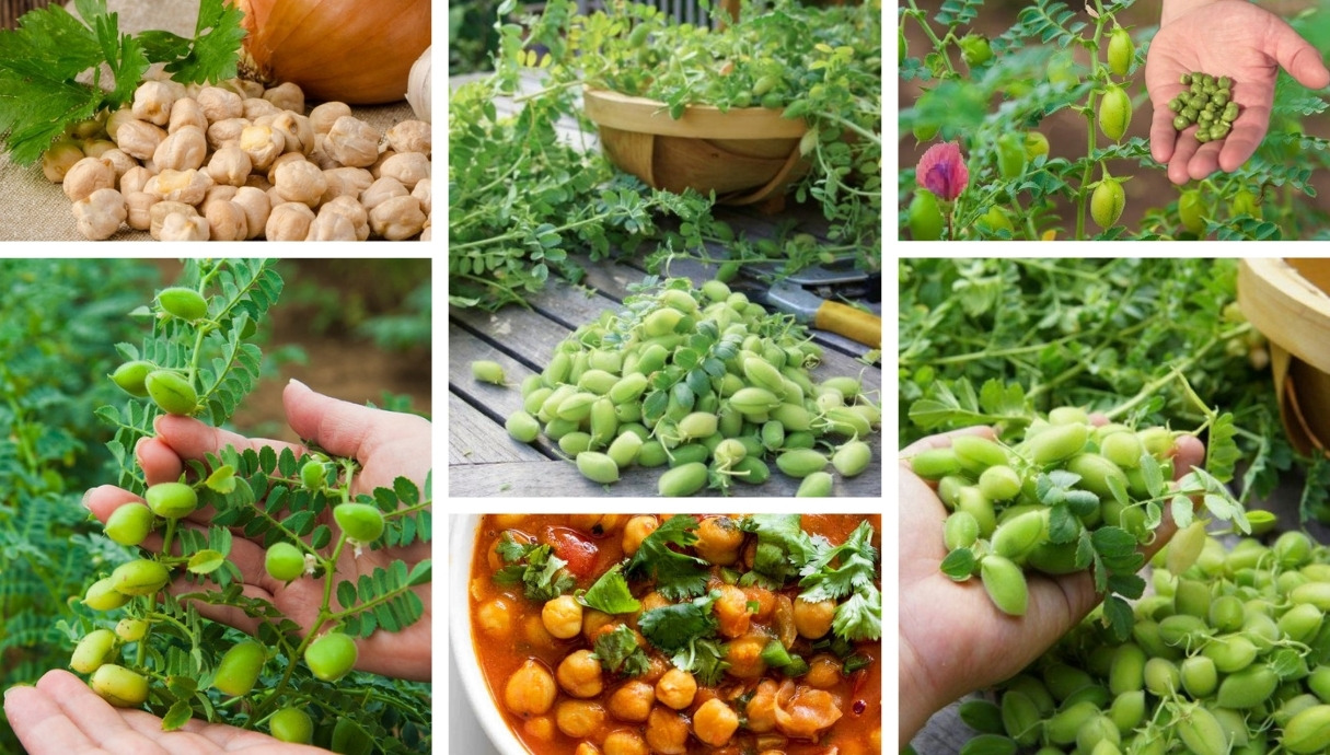 How to grow chickpeas in your garden | My desired home