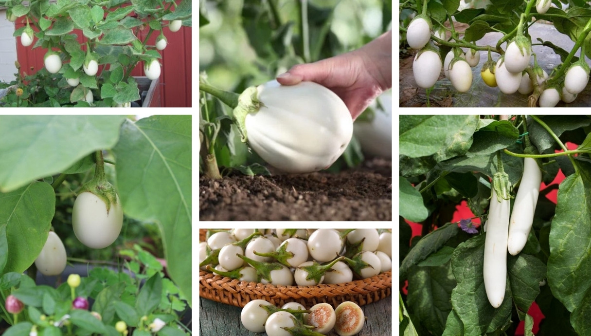 Gardening secrets How to grow white eggplant in your garden My