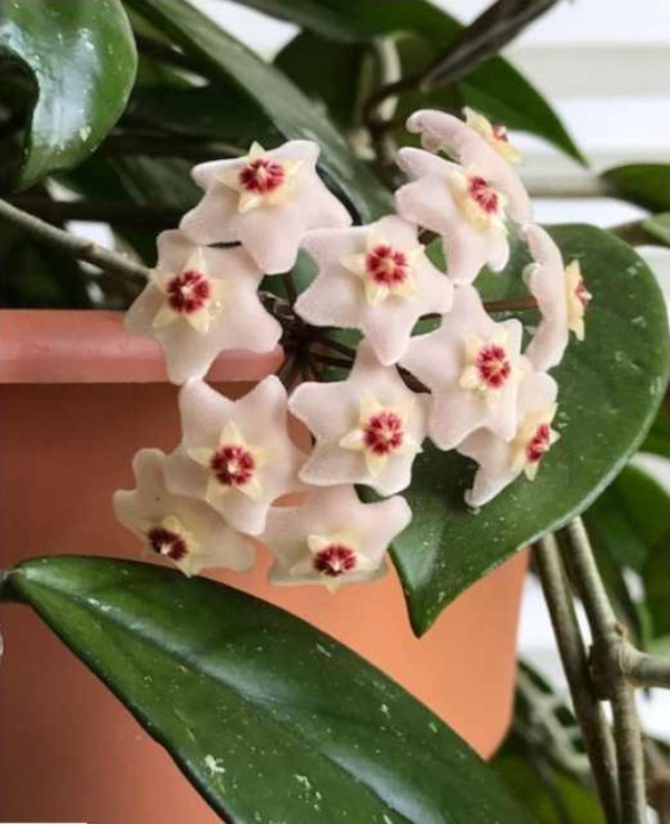 Gardening: Hoya One of the most beautiful flowering succulents in your ...