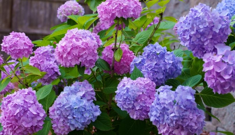 An Easy Way To Change The Color Of Your Hydrangea To Pink, Blue And ...