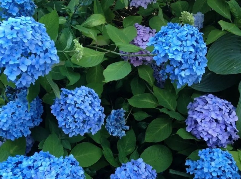 An Easy Way To Change The Color Of Your Hydrangea To Pink, Blue And ...