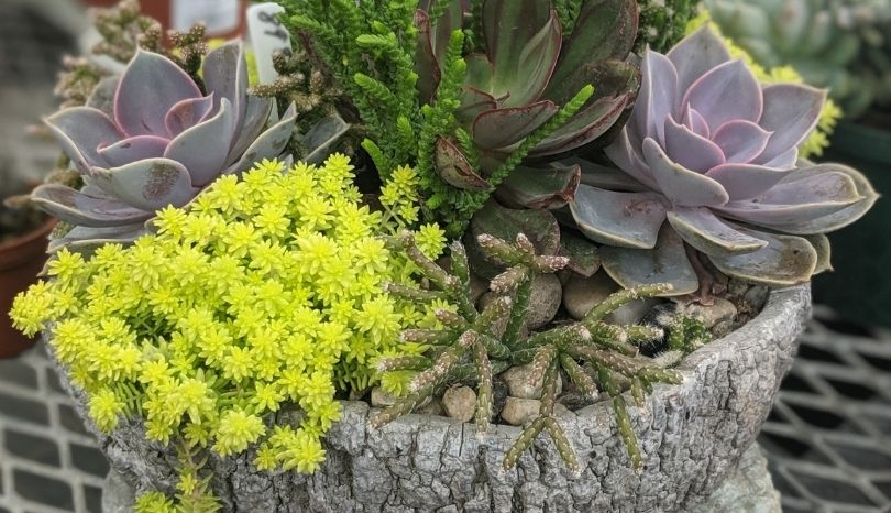 Succulents to bring an original touch to your garden: 20 amazing ideas ...