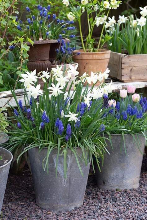 34 Wonderful ideas for use tin buckets to create a beautiful garden ...