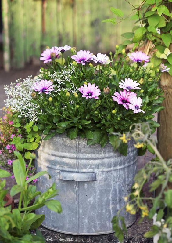 34 Wonderful ideas for use tin buckets to create a beautiful garden ...