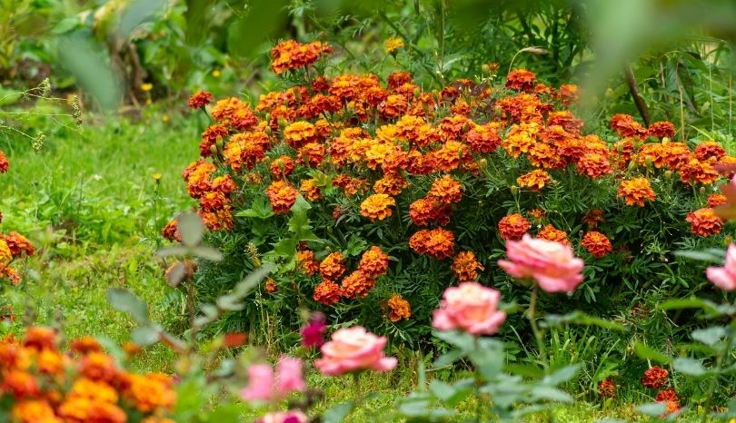 10 Reasons Why Marigold Is The Best Flower For Your Garden | My desired ...