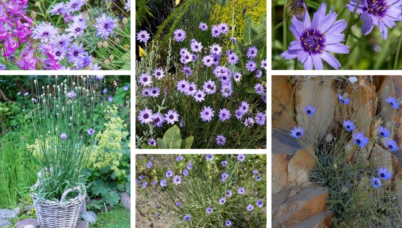 Catananche, an extremely interesting plant, for your pot or garden ...