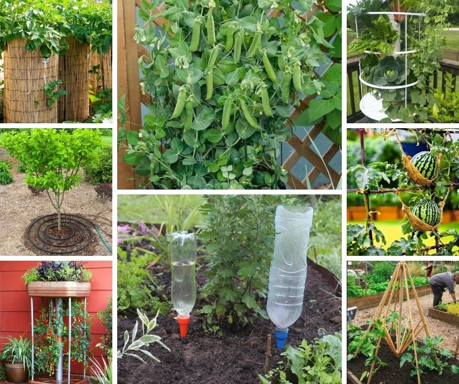 30 creative ideas for a high vegetable yield in summer cottages | My ...