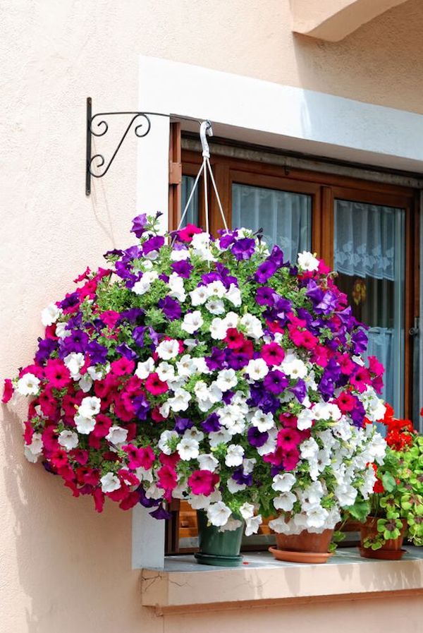 Absolutely gorgeous beautiful windows with colorful, magical flowers ...