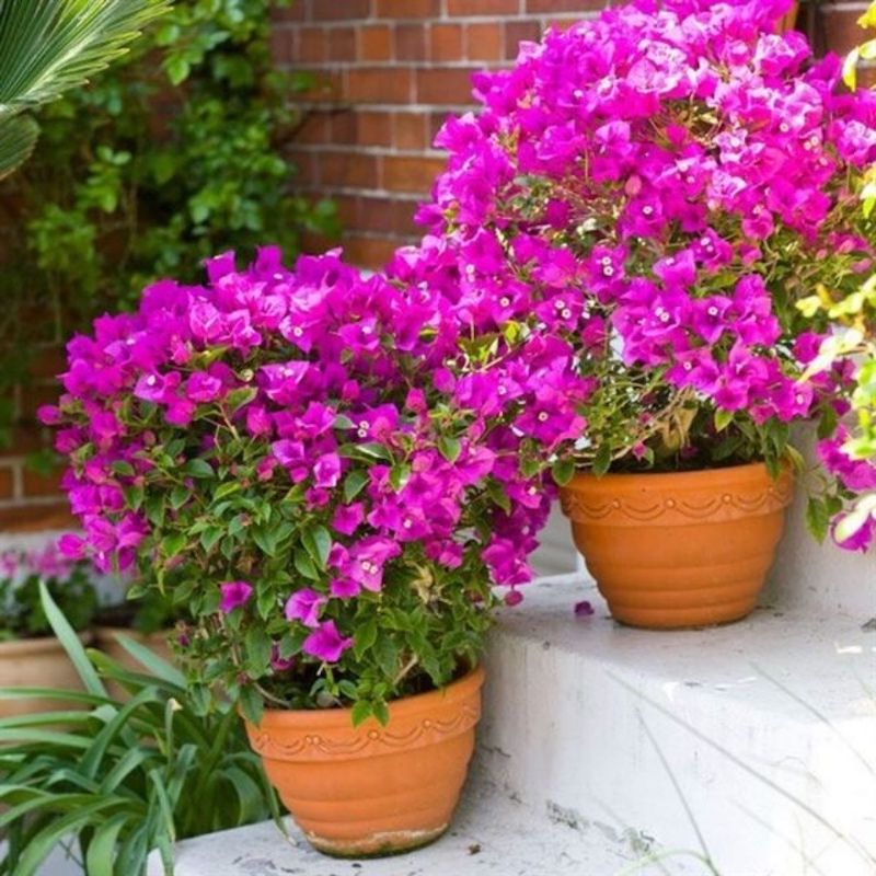 Bougainvillea in a pot: everything you need to know for grow this ...