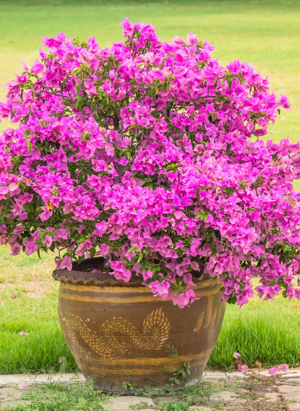 Bougainvillea in a pot: everything you need to know for grow this ...