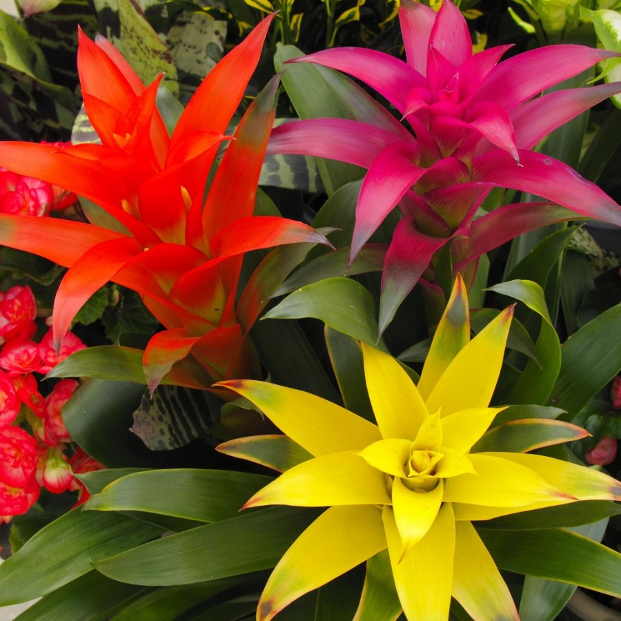 Bromeliad: A tropical, colorful plat for your pot and garden | My ...