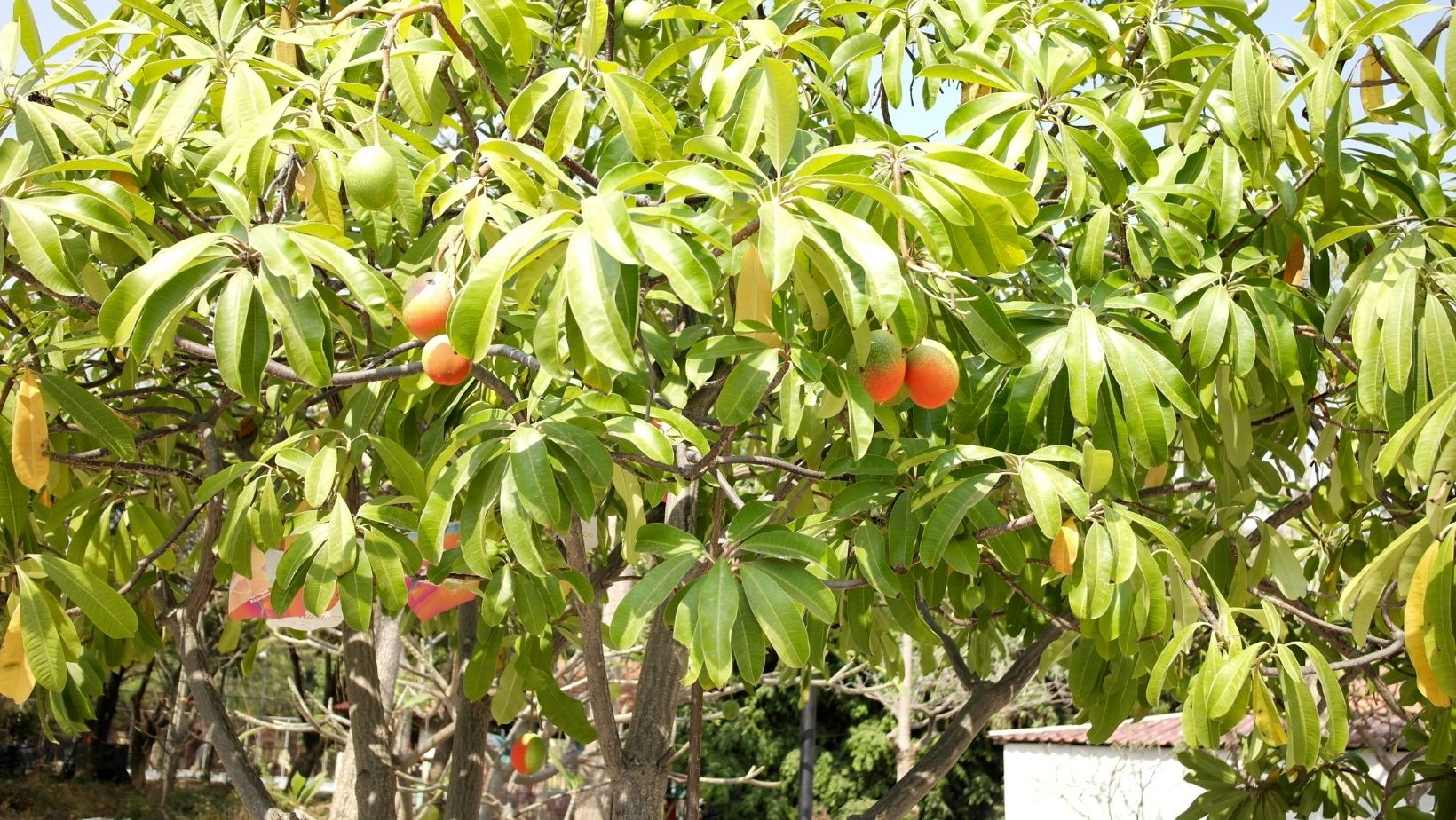 How can you grow mango yourself in your garden? Instructions for growing this amazing tropical