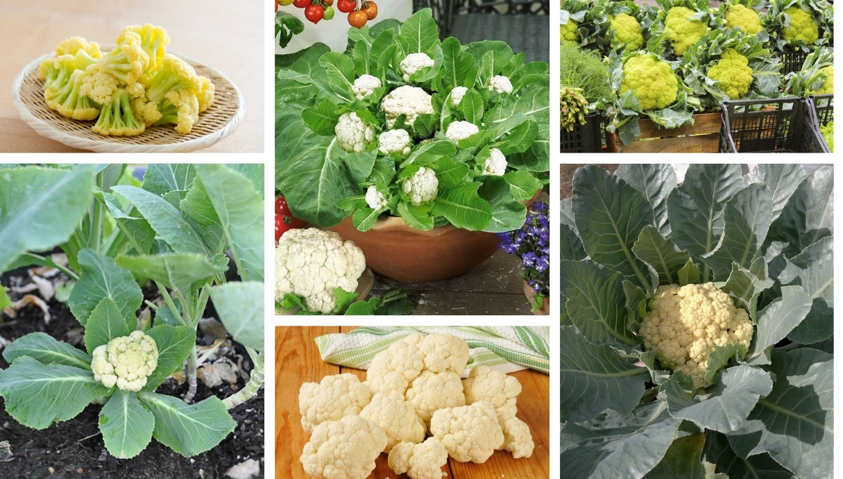 9 secrets for planting and growing cauliflower in your garden My