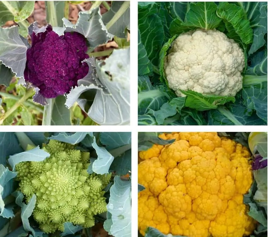 9 secrets for planting and growing cauliflower in your garden My