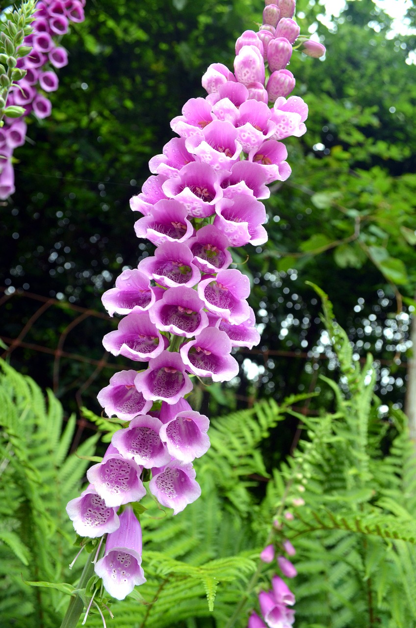 Foxglove: How To Plant, Grow And Care In Your Pot And Garden | My ...