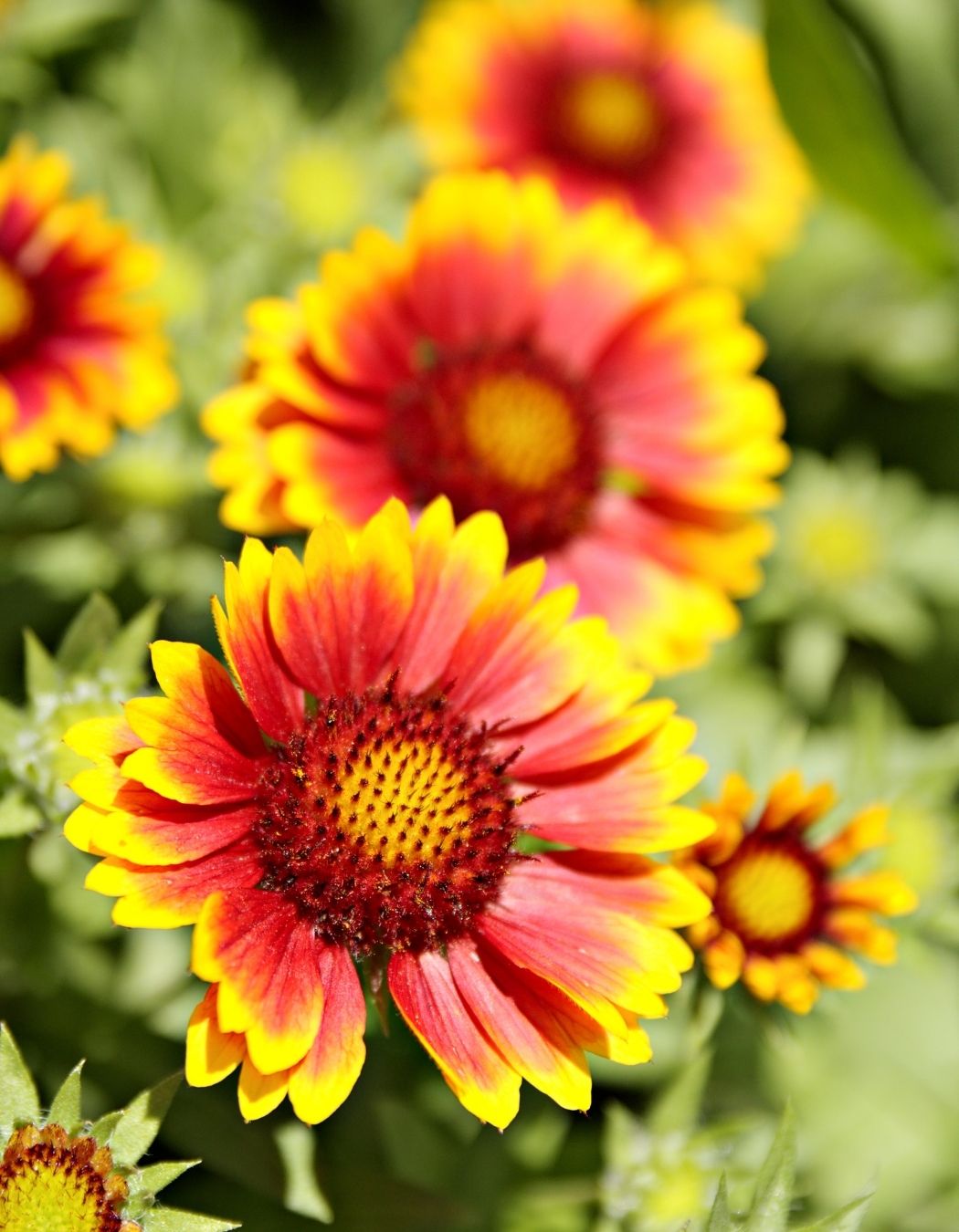 Gaillardia, a plant with flowers that look like an Indian carpet in ...