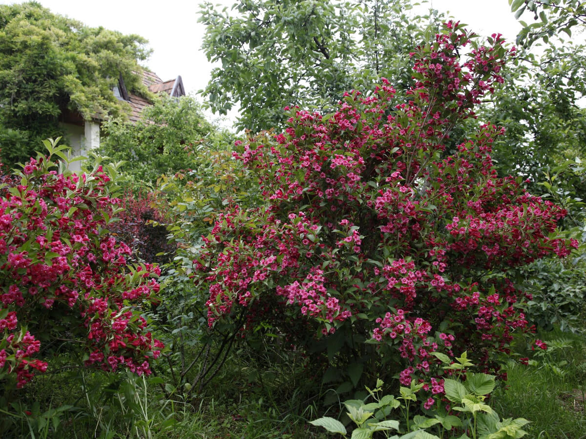 Weigela: An amazing shrub for your garden | My desired home