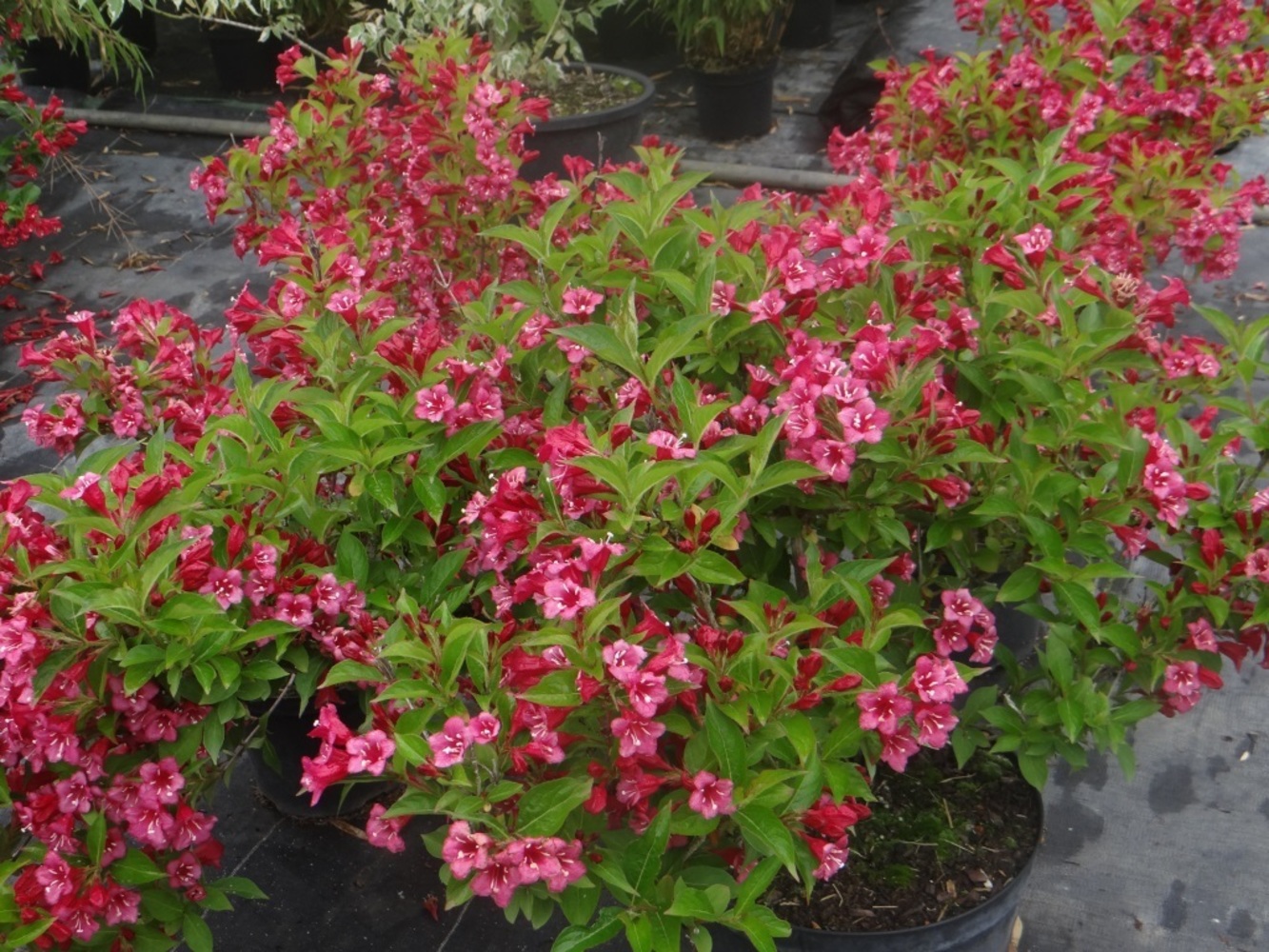 Weigela: An Amazing Shrub For Your Garden | My Desired Home