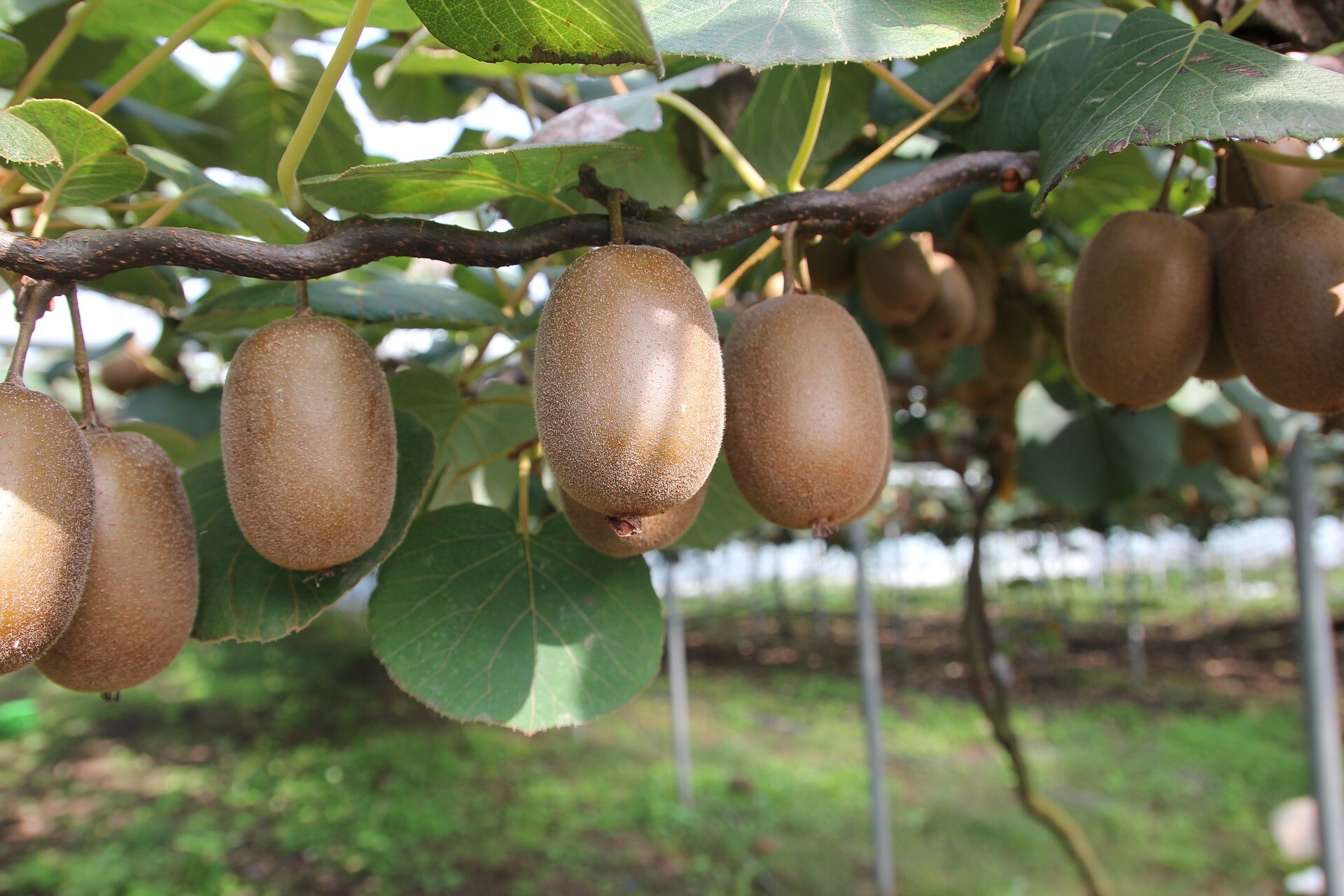 10 secrets for growing kiwis in your garden My desired home