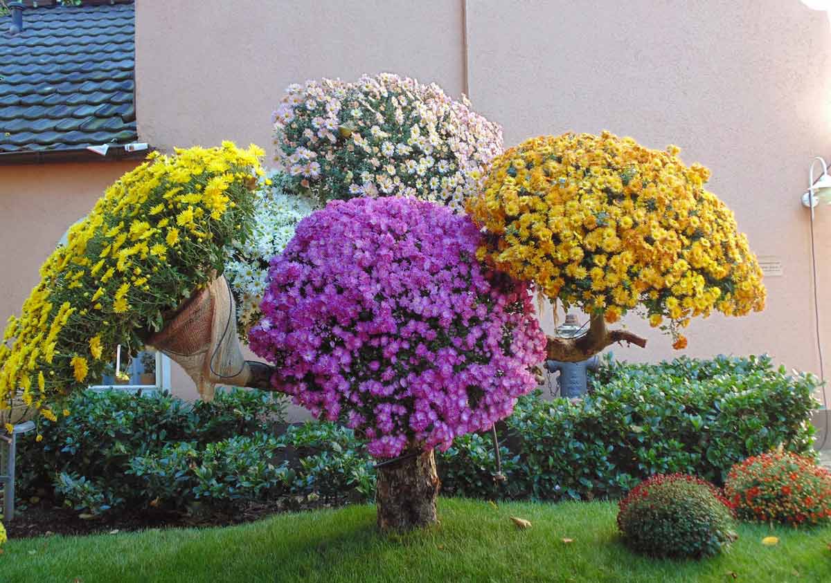 30 Chrysanthemum garden landscaping ideas that will amaze you My