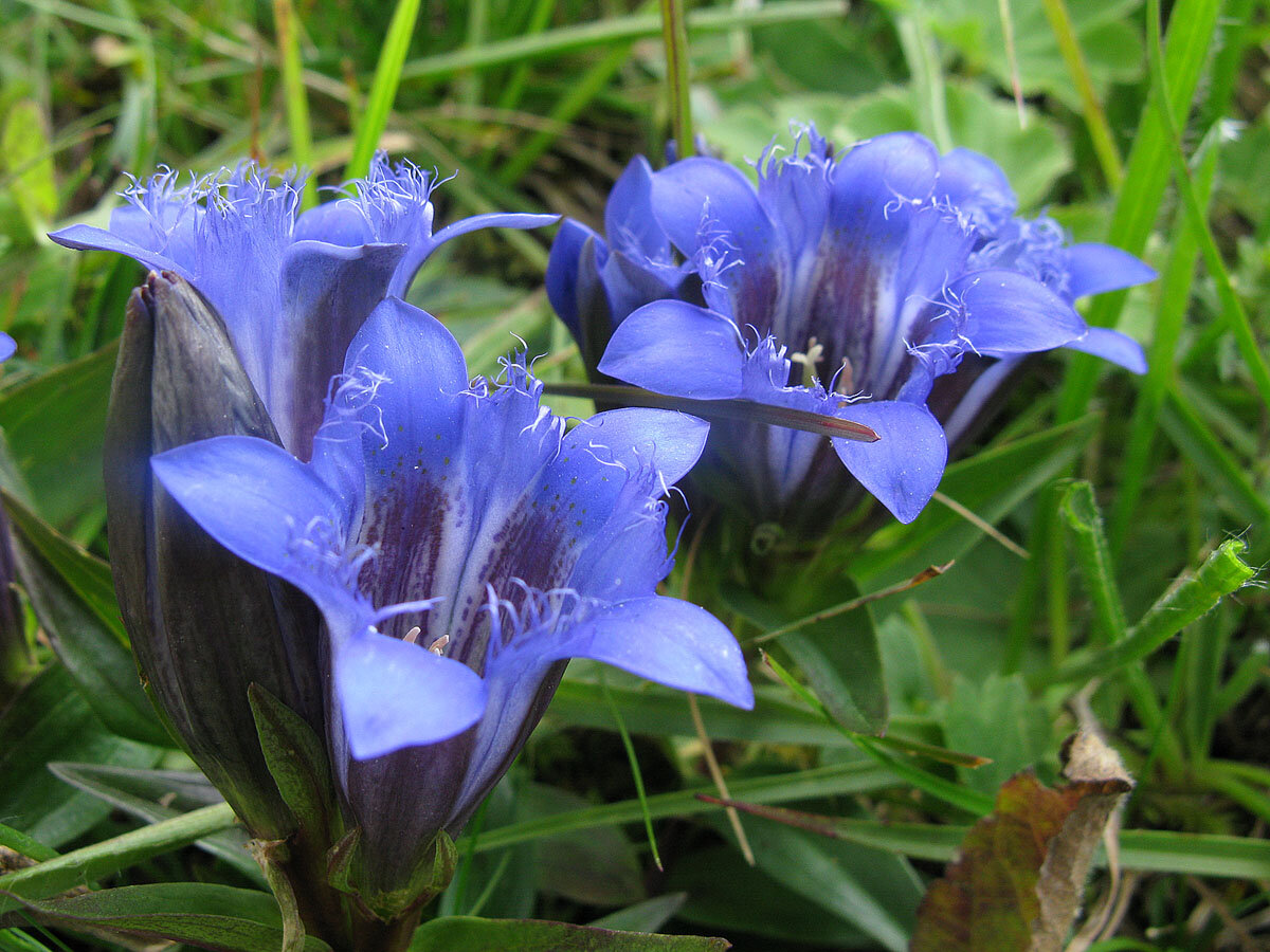 Gentiana calycosa - A herbaceous perennial blue plant for your garden ...