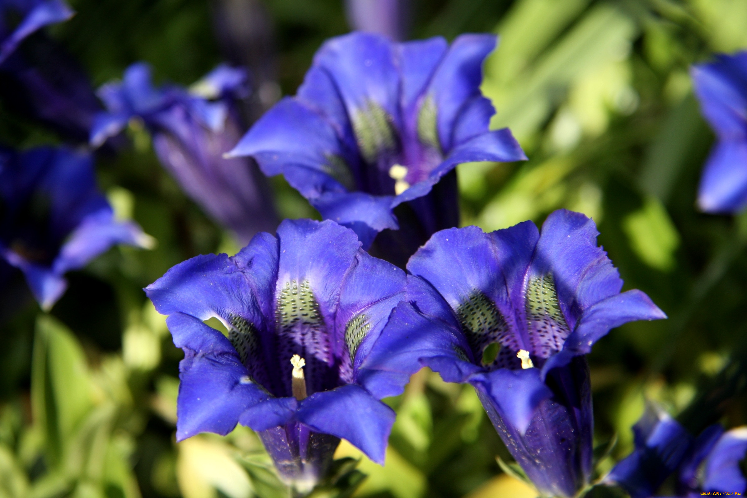 Gentiana calycosa - A herbaceous perennial blue plant for your garden ...