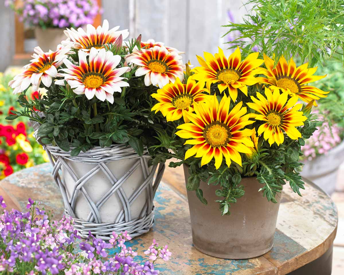 How to grow Gazania in your pot and garden - 40 inspirational ideas| My ...