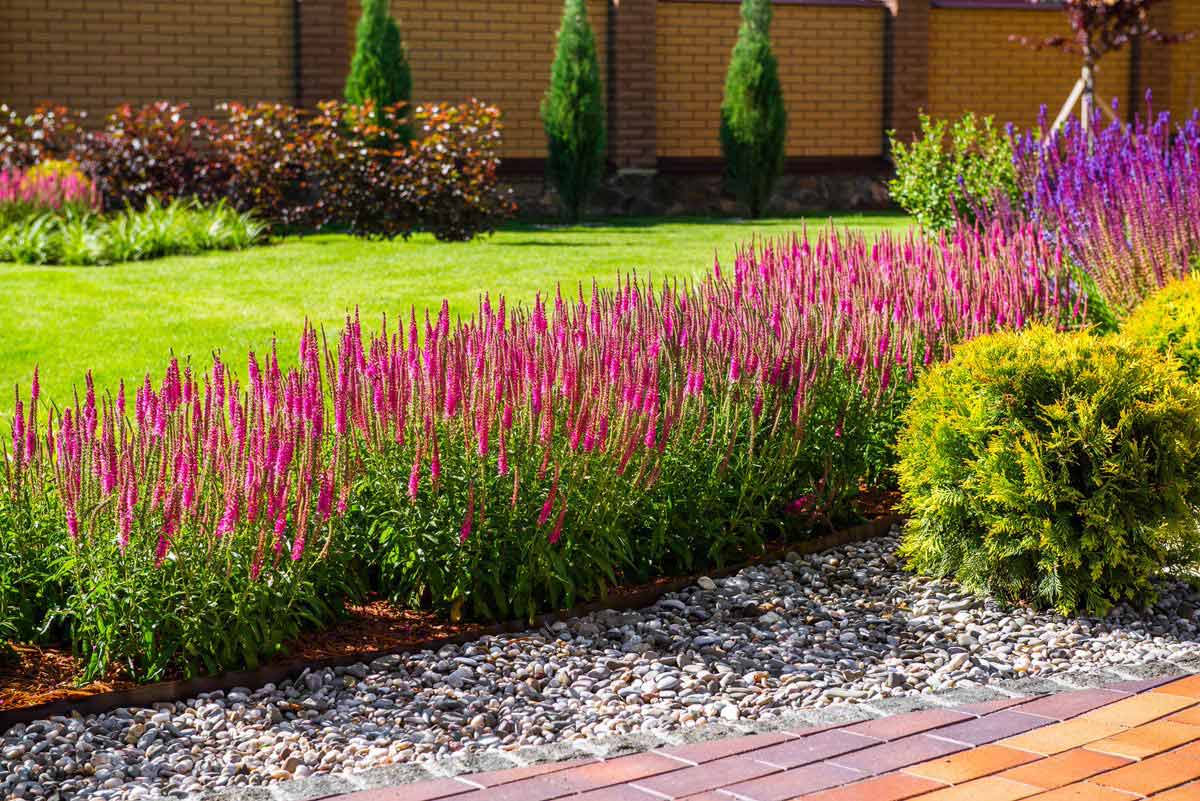 Gardening secrets How to Grow Veronica Plants in your garden My