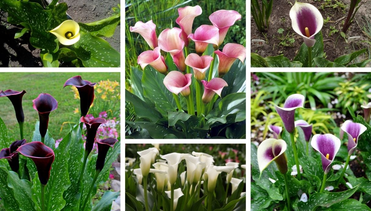 How to grow amazing, colorful calla bulbs in your pot and garden My