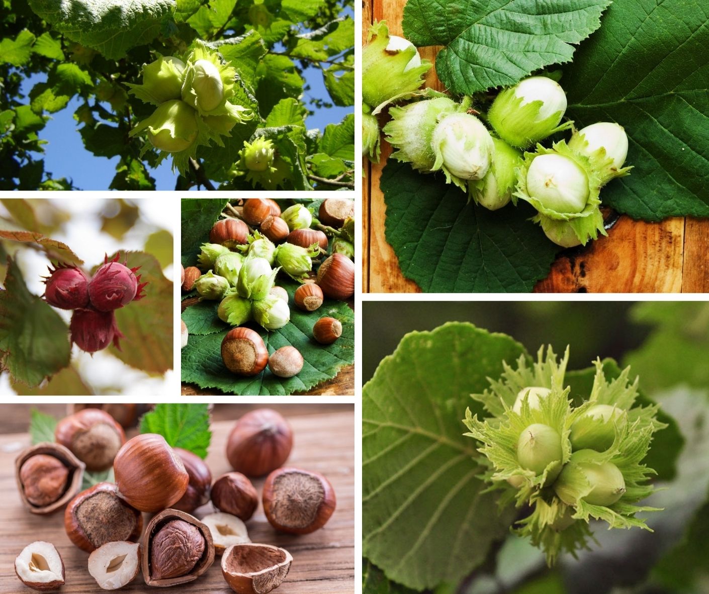 11 secrets for growing hazelnuts in your garden My desired home