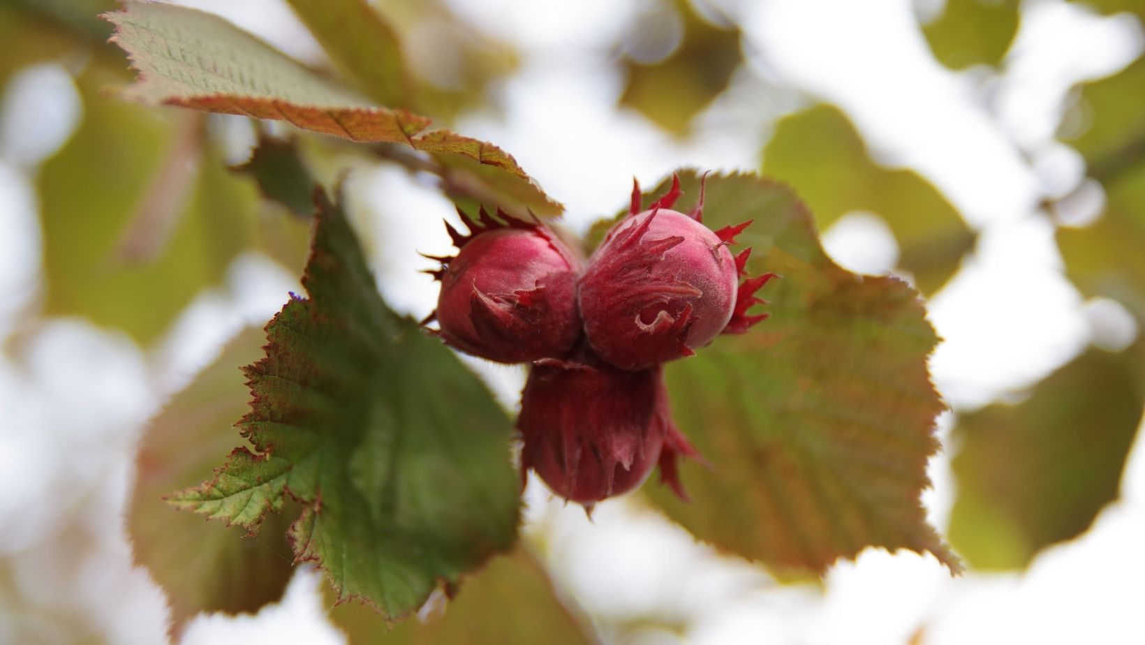 11 secrets for growing hazelnuts in your garden My desired home