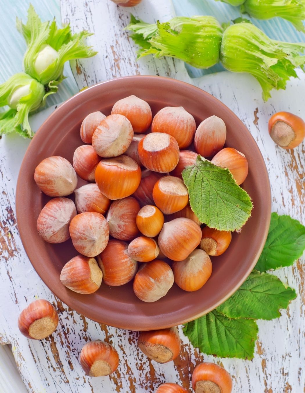11 secrets for growing hazelnuts in your garden My desired home