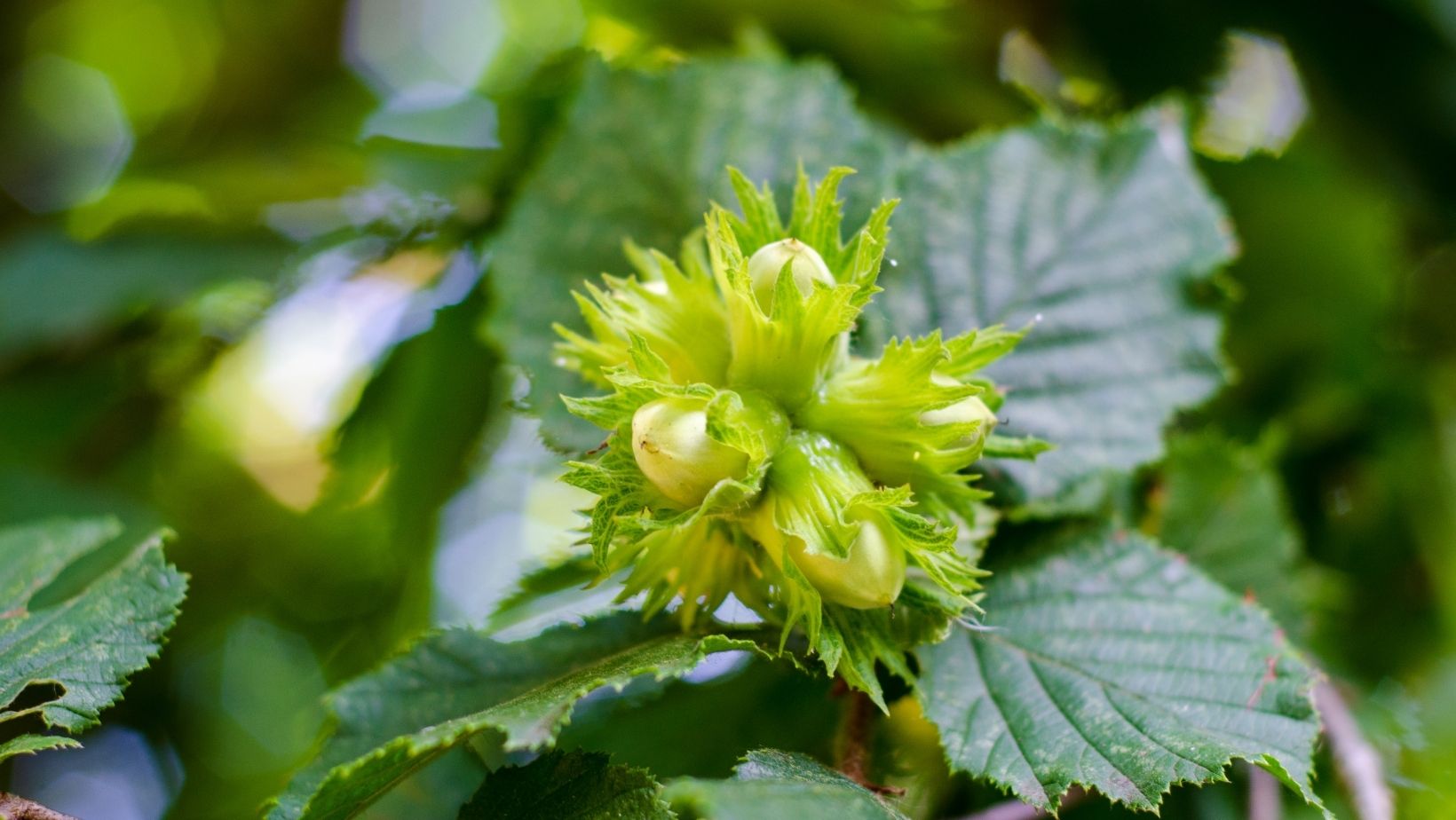11 secrets for growing hazelnuts in your garden My desired home