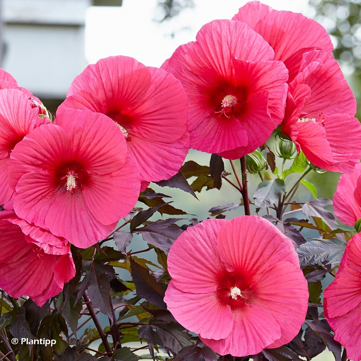 Hibiscus Herbaceous Or Swamp Mallow: A Majestic Flower For Your Pot ...