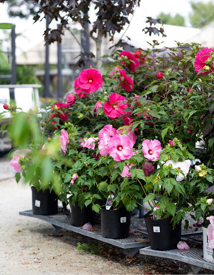 Hibiscus Herbaceous Or Swamp Mallow: A Majestic Flower For Your Pot ...