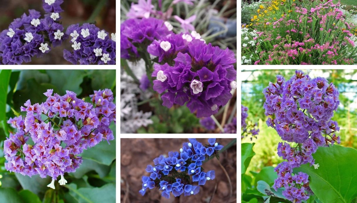 Limonium or Sea Lavender for endless beauty and aroma in your garden ...